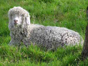 An Angora goat