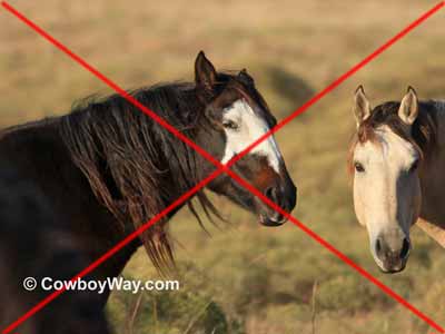 A bad horse photo with a mare making an unflattering face