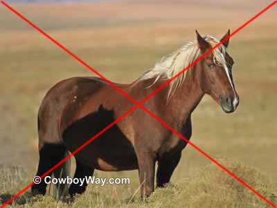 A horse with an unflattering face and large shadow on her