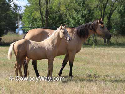 A horse picture with a cluttered background