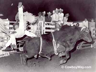 Bananas the bucking bull at Clearwater, KS