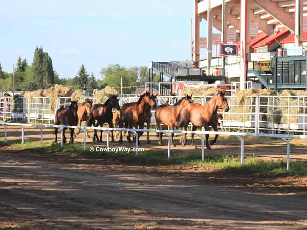 Broncs trotting at Frontier Park
