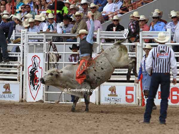 Bull rider Chris Roundy Panguitch, UT on bull Delta Dawn