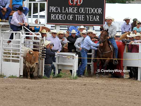 A steer wrestling steer leaves the box