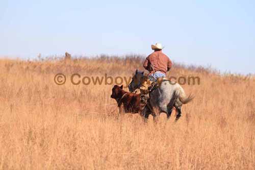 CRCM Pasture Roping, 11-07-15 - Photo 68