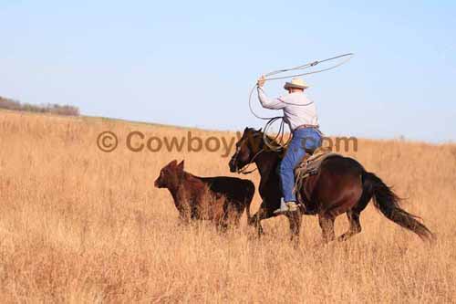CRCM Pasture Roping, 11-07-15 - Photo 81