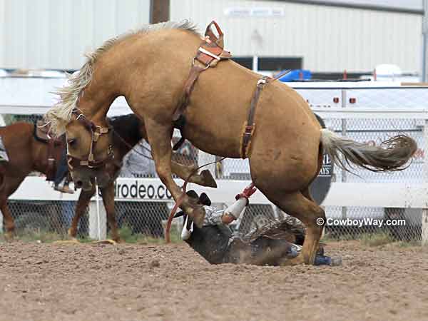 A bronc rider gets bucked off