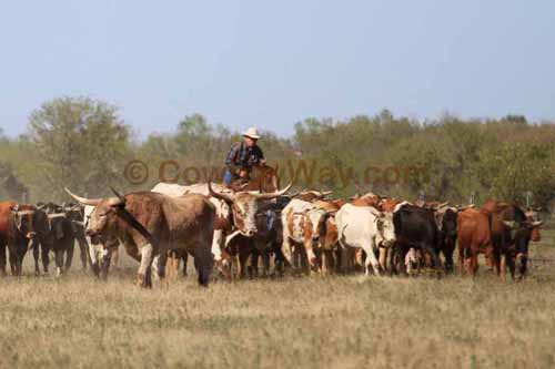 Chops Pasture Roping, 10-01-11 - Photo 121