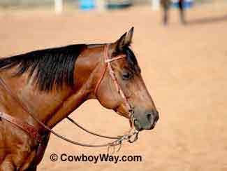 Photo of a horse with a distracting background