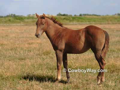 This picture has been cropped to bring the horse closer