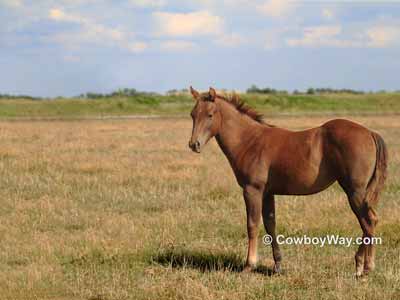 This horse picture needs cropped