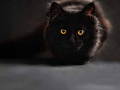 A photo where the photographer is eye level with a cat