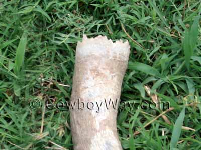 A horn with a jagged top