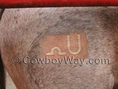 Freeze brand on a horse - moments old