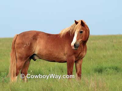 A horse in beautiful light