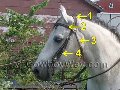Parts of a horse headstall