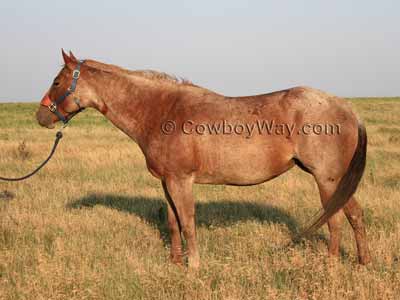 This mare weighs 1,320 pounds
