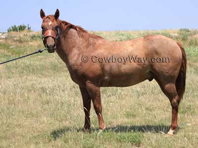 This gelding's estimated weight was 1,248 pounds