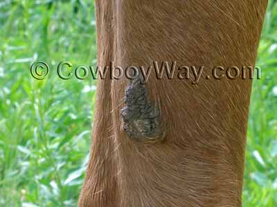 A rough horse chestnut, photo from the side