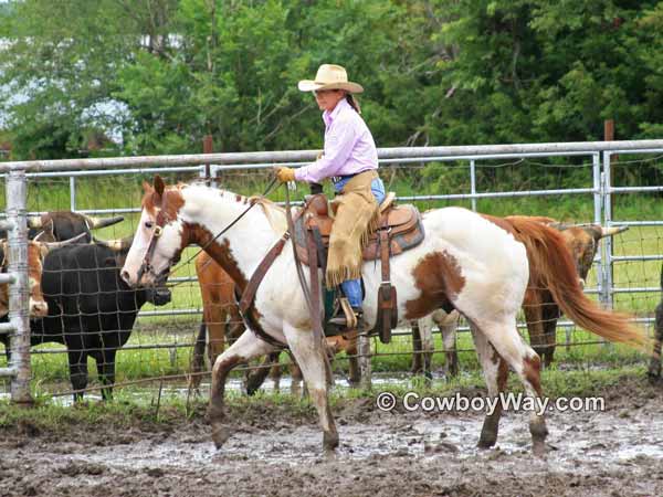 An American Paint horse stallion and his rider