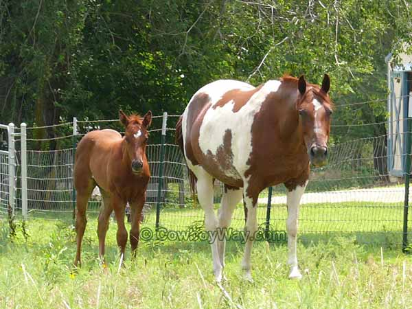 Paint mare and colt