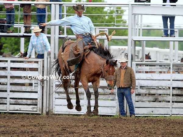 A bay bronc (bucking horse)