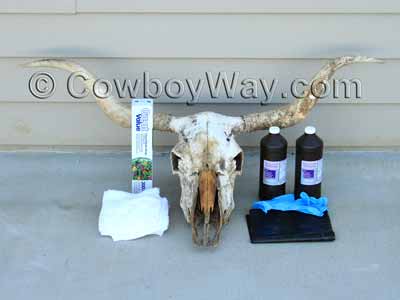Cow skull before the bone was whitened