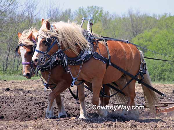 Current cowboy photo of the day
